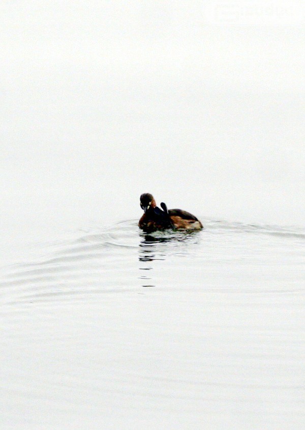 Những chú chim le le hiếm hoi còn sót lại ở Hồ Tây.